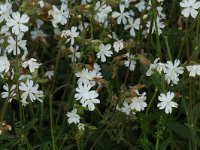 Silene latifolia 4, Avondkoekoeksbloem, Saxifraga-Willem van Kruijsbergen