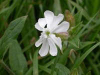 Silene latifolia 5, Avondkoekoeksbloem, Saxifraga-Peter Meininger