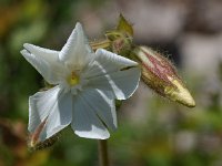 Silene latifolia ssp alba 10, Avondkoekoeksbloem, Saxifraga-Willem van Kruijsbergen