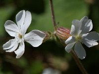 Silene latifolia ssp alba 11, Avondkoekoeksbloem, Saxifraga-Willem van Kruijsbergen