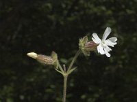 Silene latifolia ssp alba 12, Avondkoekoeksbloem, Saxifraga-Jan van der Straaten