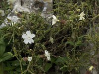 Silene latifolia ssp alba 13, Avondkoekoeksbloem, Saxifraga-Willem van Kruijsbergen