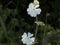 Silene latifolia ssp alba 15, Avondkoekoeksbloem, Saxifraga-Jan van der Straaten