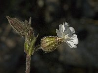 Silene latifolia ssp alba 16, Avondkoekoeksbloem, Saxifraga-Jan van der Straaten