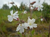 Silene latifolia ssp alba 20, Avondkoekoeksbloem, Saxifraga-Ed Stikvoort