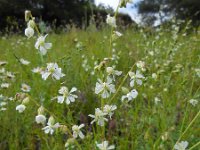 Silene latifolia ssp alba 21, Avondkoekoeksbloem, Saxifraga-Ed Stikvoort