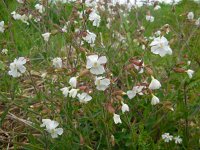 Silene latifolia ssp alba 22, Avondkoekoeksbloem, Saxifraga-Ed Stikvoort