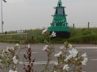 Silene latifolia ssp alba 23, Avondkoekoeksbloem, Saxifraga-Jelle van Dijk