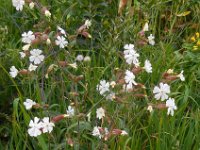 Silene latifolia ssp alba 24, Avondkoekoeksbloem, Saxifraga-Ed Stikvoort