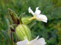 Silene latifolia ssp alba 25, Avondkoekoeksbloem, Saxifraga-Ed Stikvoort