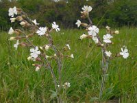 Silene latifolia ssp alba 26, Avondkoekoeksbloem, Saxifraga-Ed Stikvoort