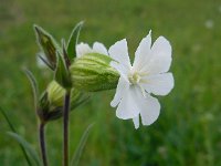 Silene latifolia ssp alba 27, Avondkoekoeksbloem, Saxifraga-Ed Stikvoort