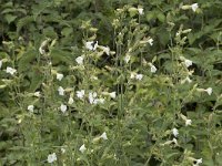 Silene latifolia ssp alba 31, Avondkoekoeksbloem, Saxifraga-Willem van Kruijsbergen