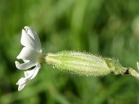 Silene latifolia ssp alba 32, Avondkoekoeksbloem, Saxifraga-Sonja Bouwman