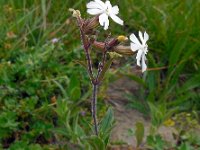 Silene latifolia ssp alba 7, Avondkoekoeksbloem, Saxifraga-Ed Stikvoort