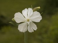 Silene latifolia ssp alba 8, Avondkoekoeksbloem, Saxifraga-Jan van der Straaten