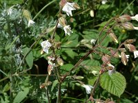 Silene latifolia ssp alba 9, Avondkoekoeksbloem, Saxifraga-Willem van Kruijsbergen