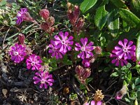 Silene littorea 40, Saxifraga-Hans Grotenhuis