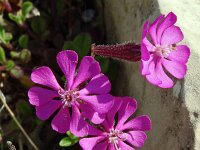 Silene littorea 41, Saxifraga-Hans Grotenhuis