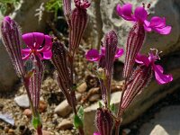 Silene littorea 42, Saxifraga-Hans Grotenhuis