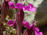 Silene littorea 43, Saxifraga-Hans Grotenhuis