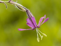 Silene nutans 36, Nachtsilene, Saxifraga-Luuk Vermeer