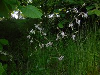 Silene nutans 10, Nachtsilene, Saxifraga-Ed Stikvoort