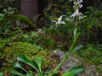 Silene nutans 11, Nachtsilene, Saxifraga-Ed Stikvoort