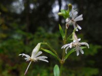 Silene nutans 12, Nachtsilene, Saxifraga-Ed Stikvoort