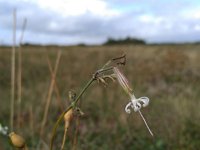 Silene nutans 13, Nachtsilene, Saxifraga-Jeroen Willemsen