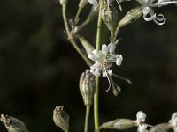 Silene nutans 14, Nachtsilene, Saxifraga-Willem van Kruijsbergen