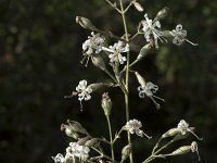 Silene nutans 15, Nachtsilene, Saxifraga-Willem van Kruijsbergen