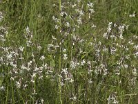 Silene nutans 16, Nachtsilene, Saxifraga-Willem van Kruijsbergen