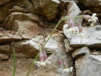 Silene nutans 17, Nachtsilene, Saxifraga-Rutger Barendse