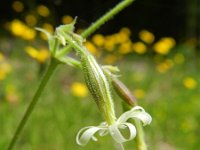 Silene nutans 18, Nachtsilene, Saxifraga-Rutger Barendse