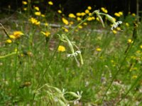 Silene nutans 19, Nachtsilene, Saxifraga-Rutger Barendse