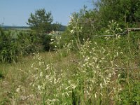 Silene nutans 20, Nachtsilene, Saxifraga-Rutger Barendse