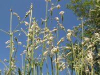 Silene nutans 21, Nachtsilene, Saxifraga-Rutger Barendse