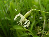 Silene nutans 22, Nachtsilene, Saxifraga-Rutger Barendse