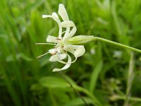 Silene nutans 23, Nachtsilene, Saxifraga-Rutger Barendse