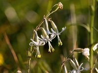 Silene nutans 24, Nachtsilene, Saxifraga-Bart Vastenhouw