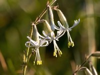 Silene nutans 25, Nachtsilene, Saxifraga-Bart Vastenhouw