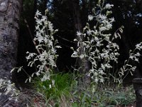 Silene nutans 26, Nachtsilene, Saxifraga-Ed Stikvoort