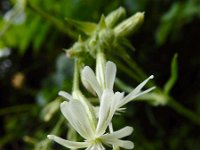 Silene nutans 27, Nachtsilene, Saxifraga-Ed Stikvoort