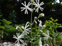 Silene nutans 28, Nachtsilene, Saxifraga-Ed Stikvoort