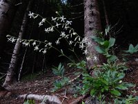 Silene nutans 29, Nachtsilene, Saxifraga-Ed Stikvoort