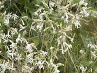 Silene nutans 30, Nachtsilene, Saxifraga-Willem van Kruijsbergen