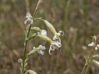 Silene nutans 32, Nachtsilene, Saxifraga-Willem van Kruijsbergen