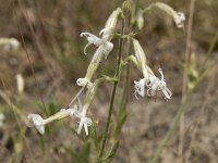 Silene nutans 33, Nachtsilene, Saxifraga-Willem van Kruijsbergen