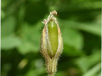 Silene nutans 41, Nachtsilene, Saxifraga-Sonja Bouwman  578. Nachtsilene - Silene nutans - Caryophyllaceae familie (i)